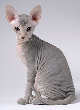 Peterbald