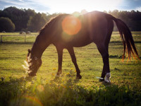 Pferd auf der Weide