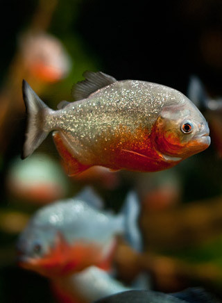 Piranha