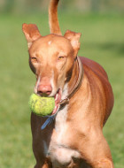 Podenco Canario