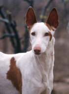 Podenco Ibicenco
