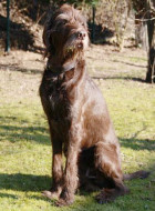 Pudelpointer