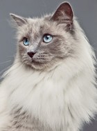 Ragdoll