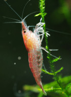 Red Fire Garnele