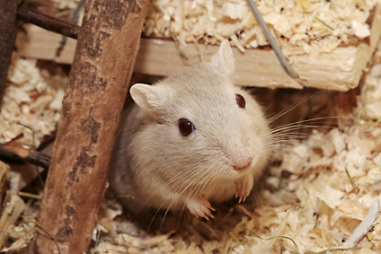 Rennmaus im Haus