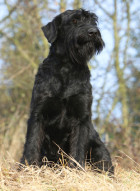 Riesenschnauzer