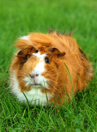 Rosettenmeerschweinchen