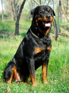 Rottweiler