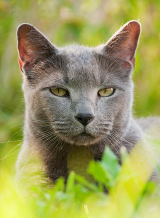 Russisch Blau