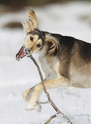 Saluki