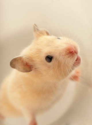 Satinhamster