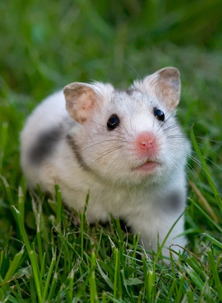 Scheckenhamster