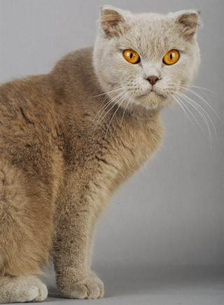 Scottish Fold kurzhaar