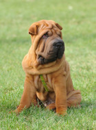 Shar Pei