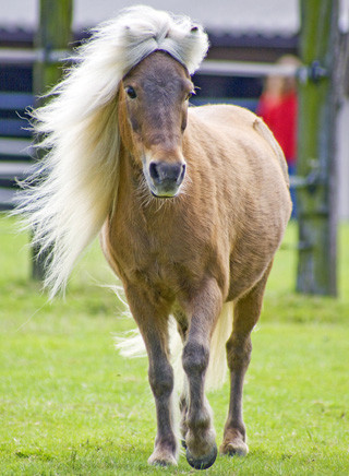 Shetland-Pony