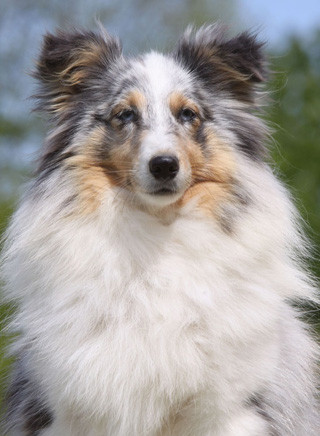 Shetland Sheepdog