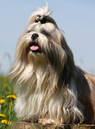Shih-Tzu