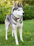 Siberian Husky