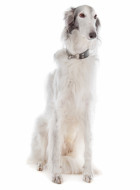 Silken Windhound