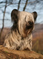 Skye Terrier