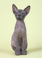 Sphynx