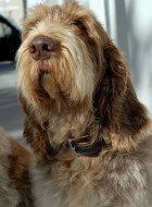 Spinone Italiano