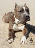 Staffordshire Terrier