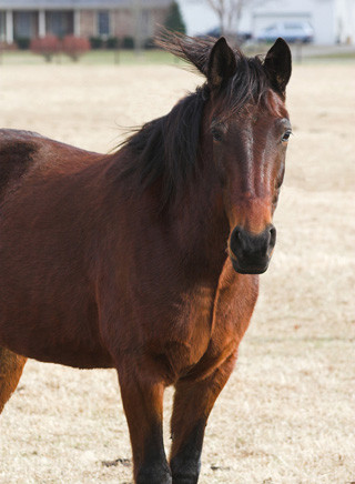 Tennessee Walking Horse