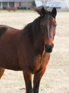 Tennessee Walking Horse