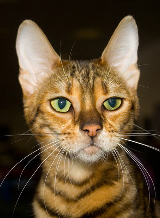 Toyger | Katze | Wesen und Eigenschaften