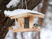 Wie Gartenvögel den Winter gut überstehen