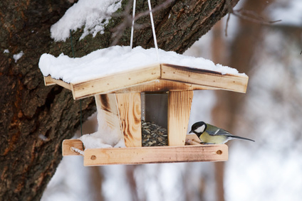 Wie Gartenvögel den Winter gut überstehen