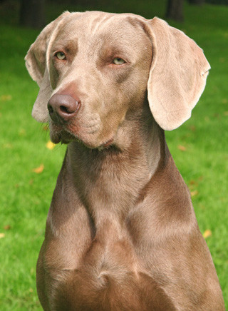 Weimaraner