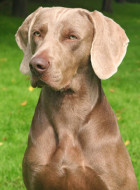 Weimaraner