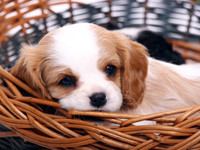 Hundekauf – Züchter oder Tierheim?
