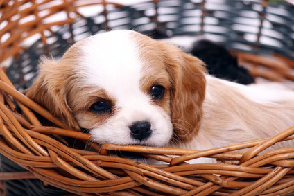 Hundekauf – Züchter oder Tierheim?