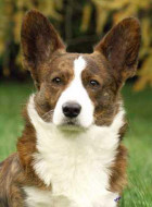 Welsh Corgi Cardigan