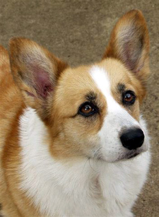 Welsh Corgi Pembroke