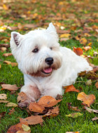 West Highland White Terrier