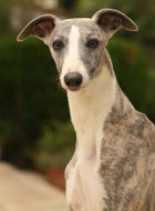 Whippet