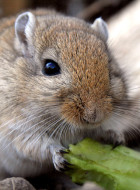 Mongolische Rennmaus (Gerbil)