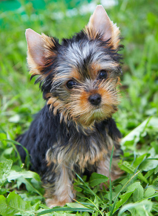 Yorkshire Terrier