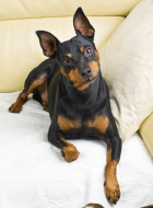 Zwergpinscher