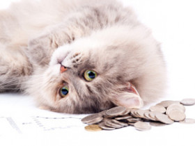 kosten-katze