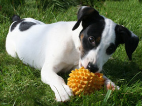 ausstattung-hund