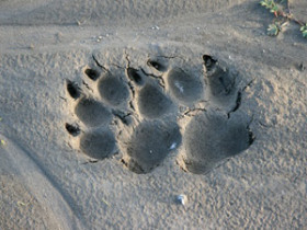 pflege-hund