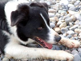 harnsteine-hund