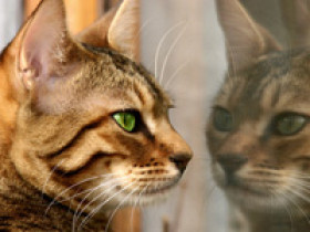 lebererkrankungen-katze