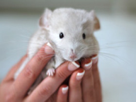 chinchilla-haltung
