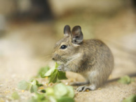 degu-haltung